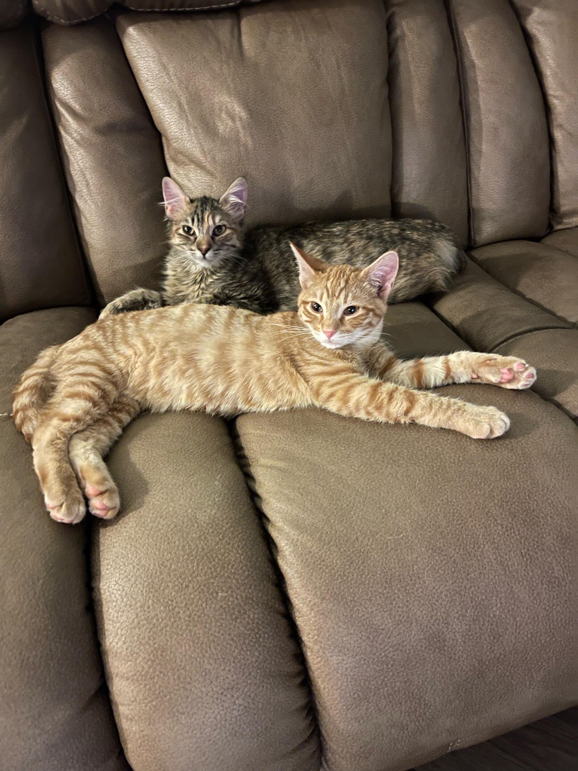 We moved in together and adopted 2 cats, June and Jett! 