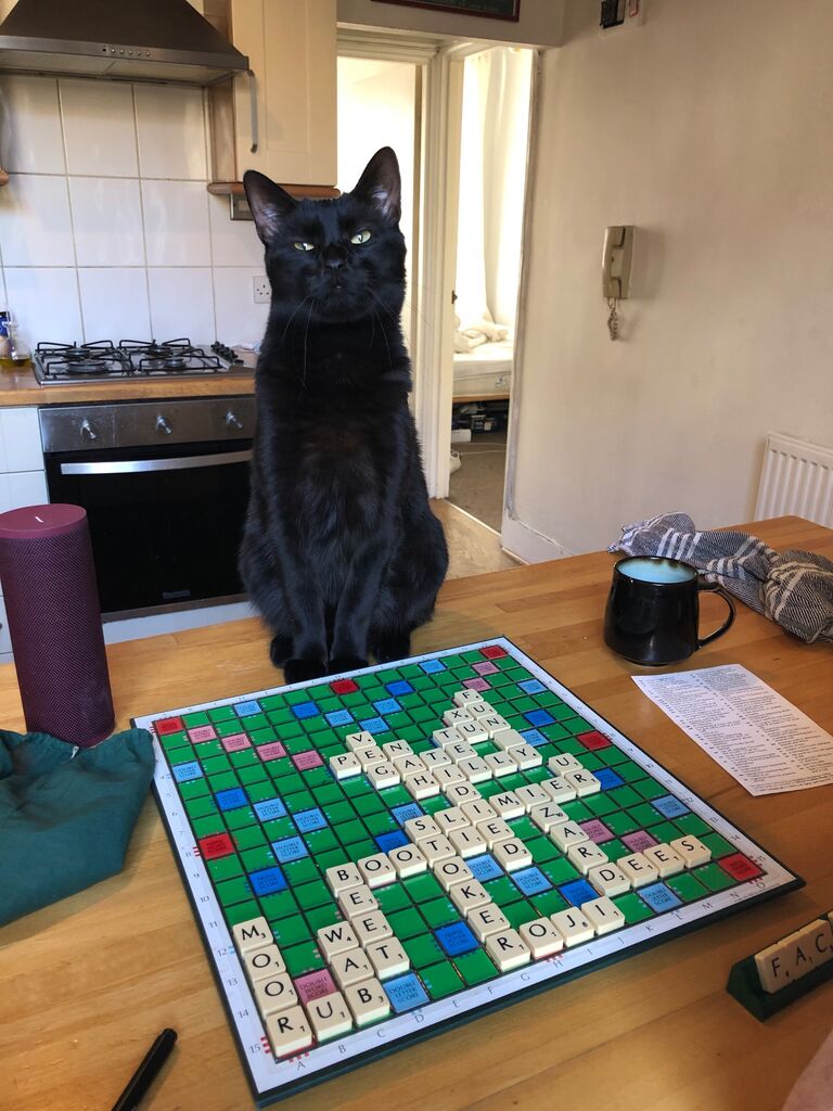 Play Scrabble with Mr. Cat.