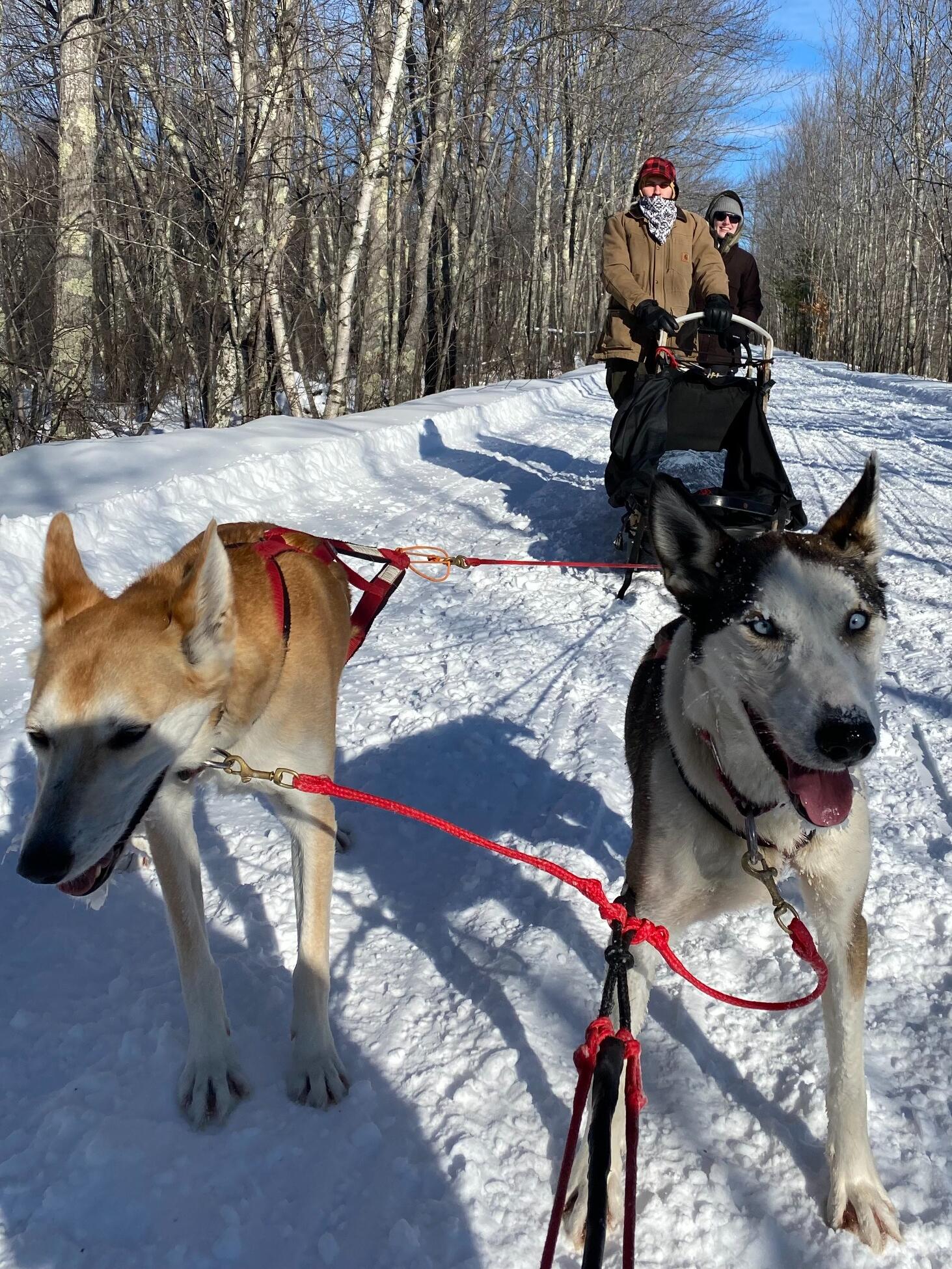 Dog Sledding - Turner, ME