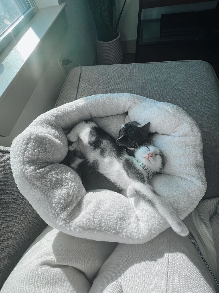 Adopted our babies Frankie (stretched out) and Bobbie 🤍