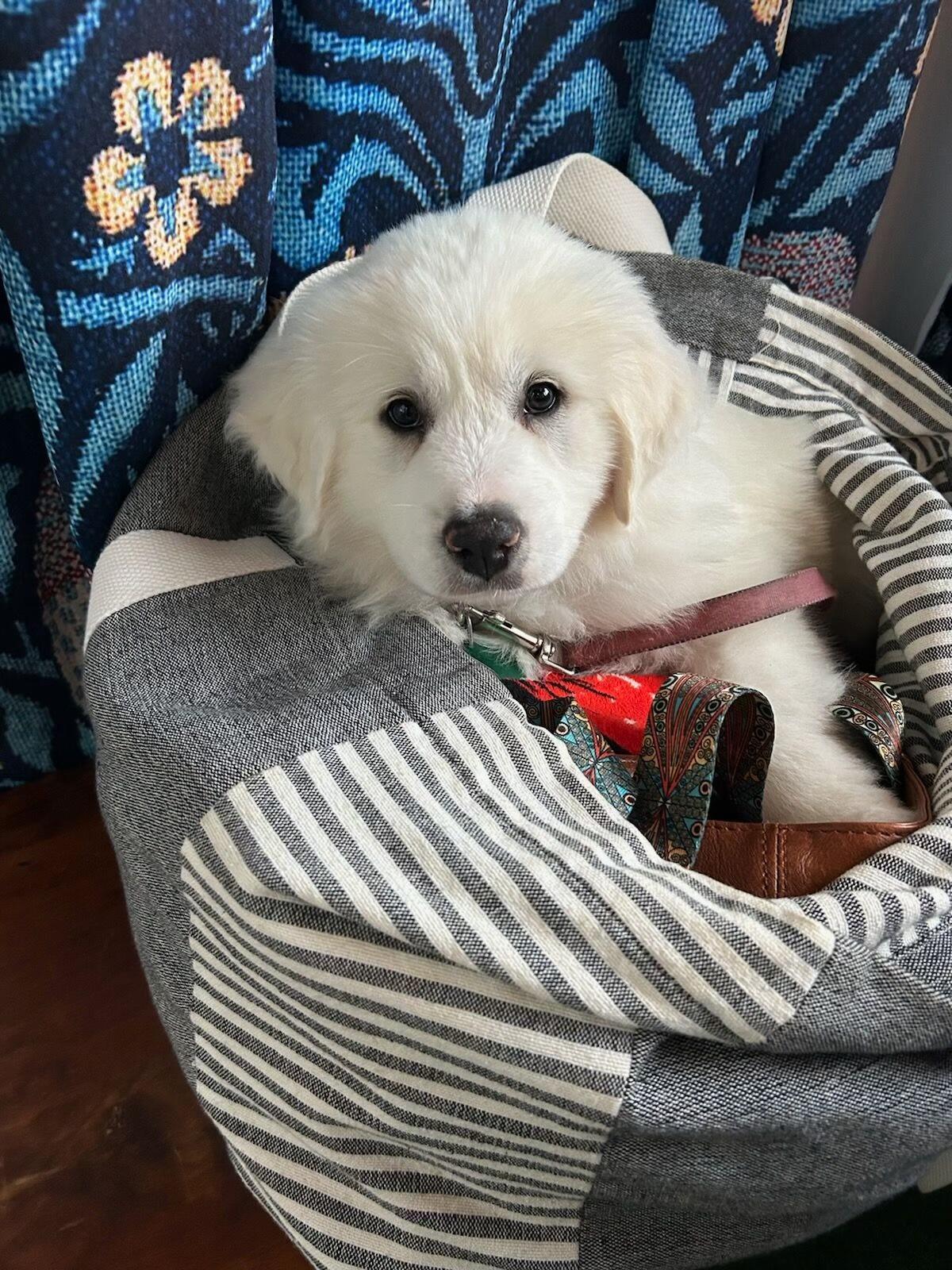 Before wedding planning could begin, though, we decided to add to our fur-family first! Jewel, a Great Pyrenees pup, was welcomed to our home in November 2024. We just can't have fewer than six animals at any given time and after Daisy (dog) passed away in March 2023 and Professor (rabbit) in February 2024, the time was right for a BIG new addition.