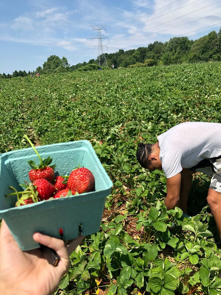 Picking strawberries at Blakes Cider Mill!