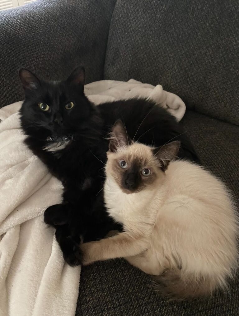 After Pepper and Tyler moved into an apartment, Pepper started to get lonely while Tyler was away at work. Shortly after, Tyler and Karly adopted Felix and the two have been best friends ever since. 