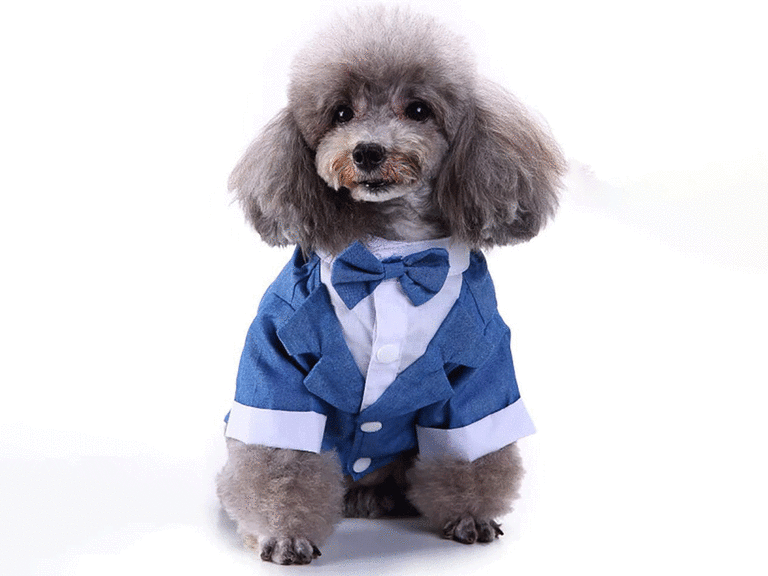 Dog suits outlet for weddings