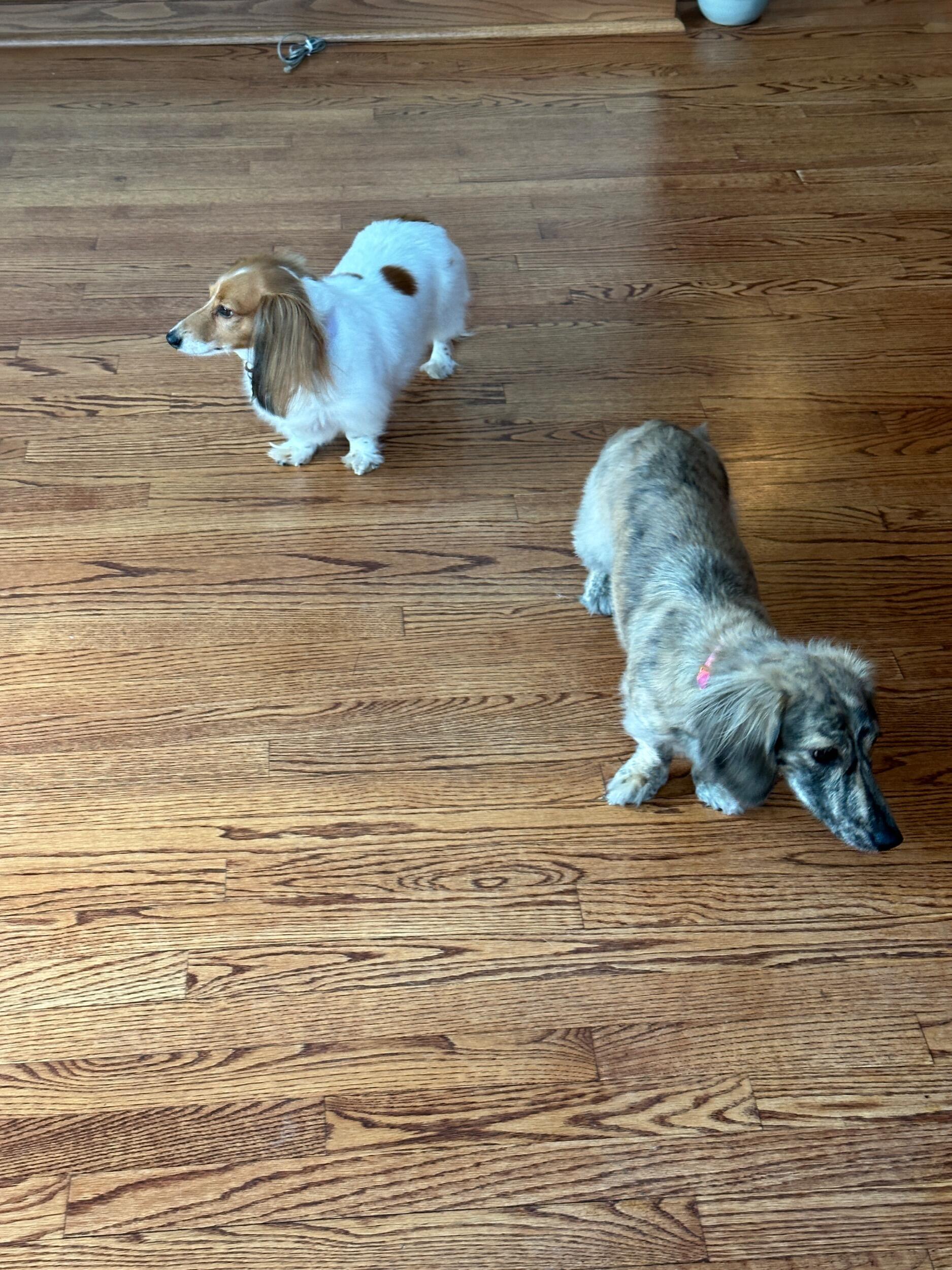Weenies exploring the new house in IL.