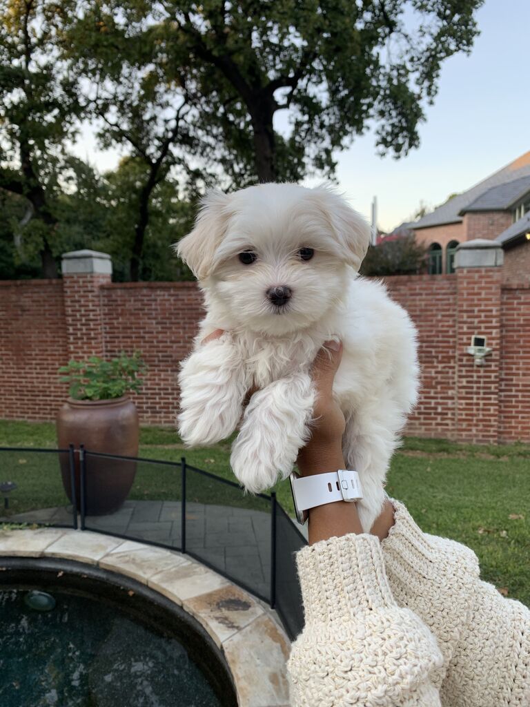 We got the most perfect addition to our little family!
