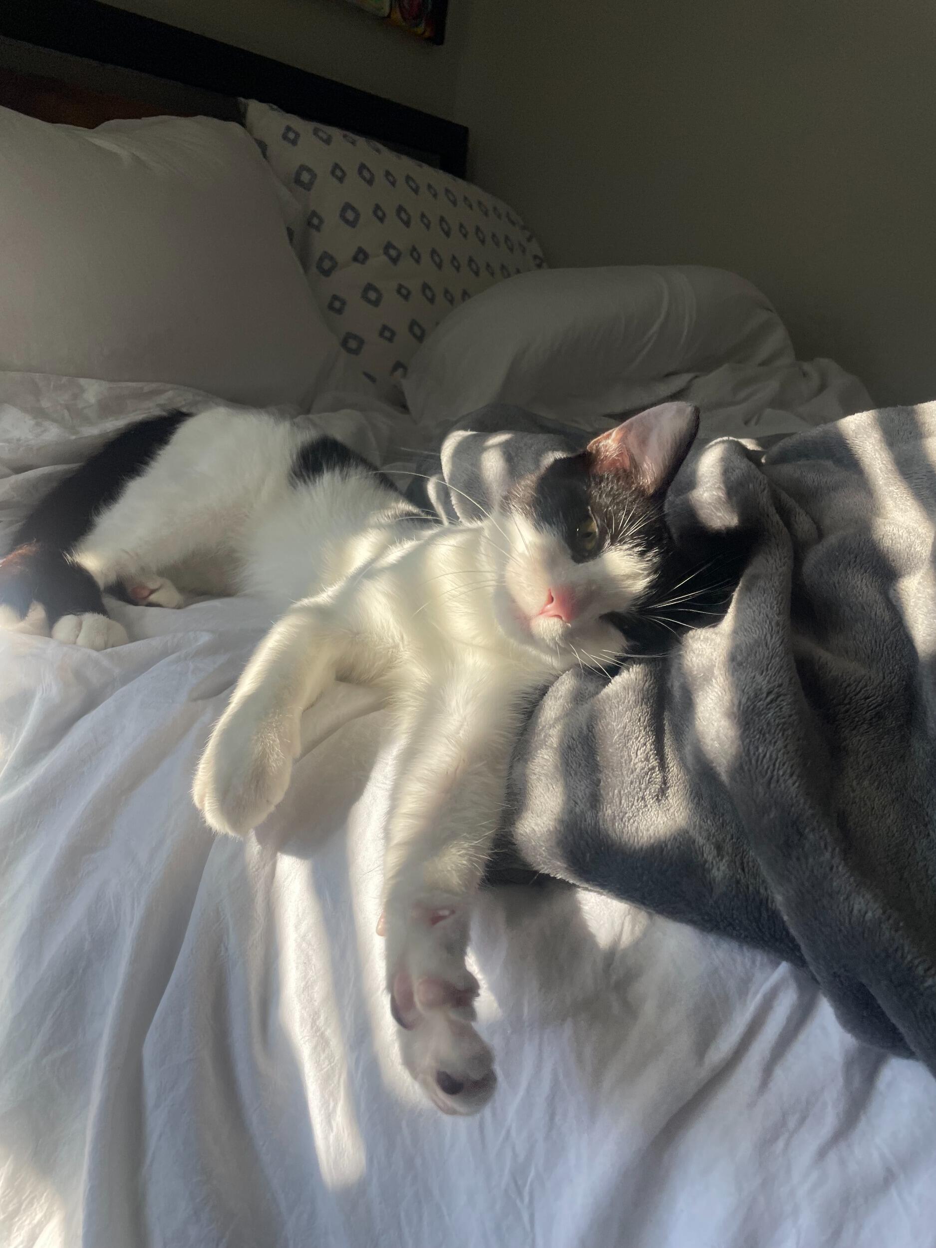 We adopt Bento (also known as Mr. Beans!!)