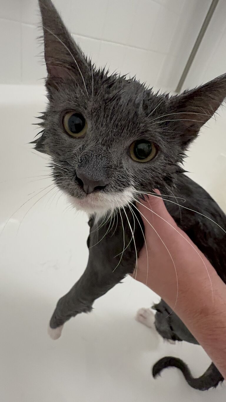 Pepper and Motor's first baths! (let's just say motor did not want to cooperate for pictures)
