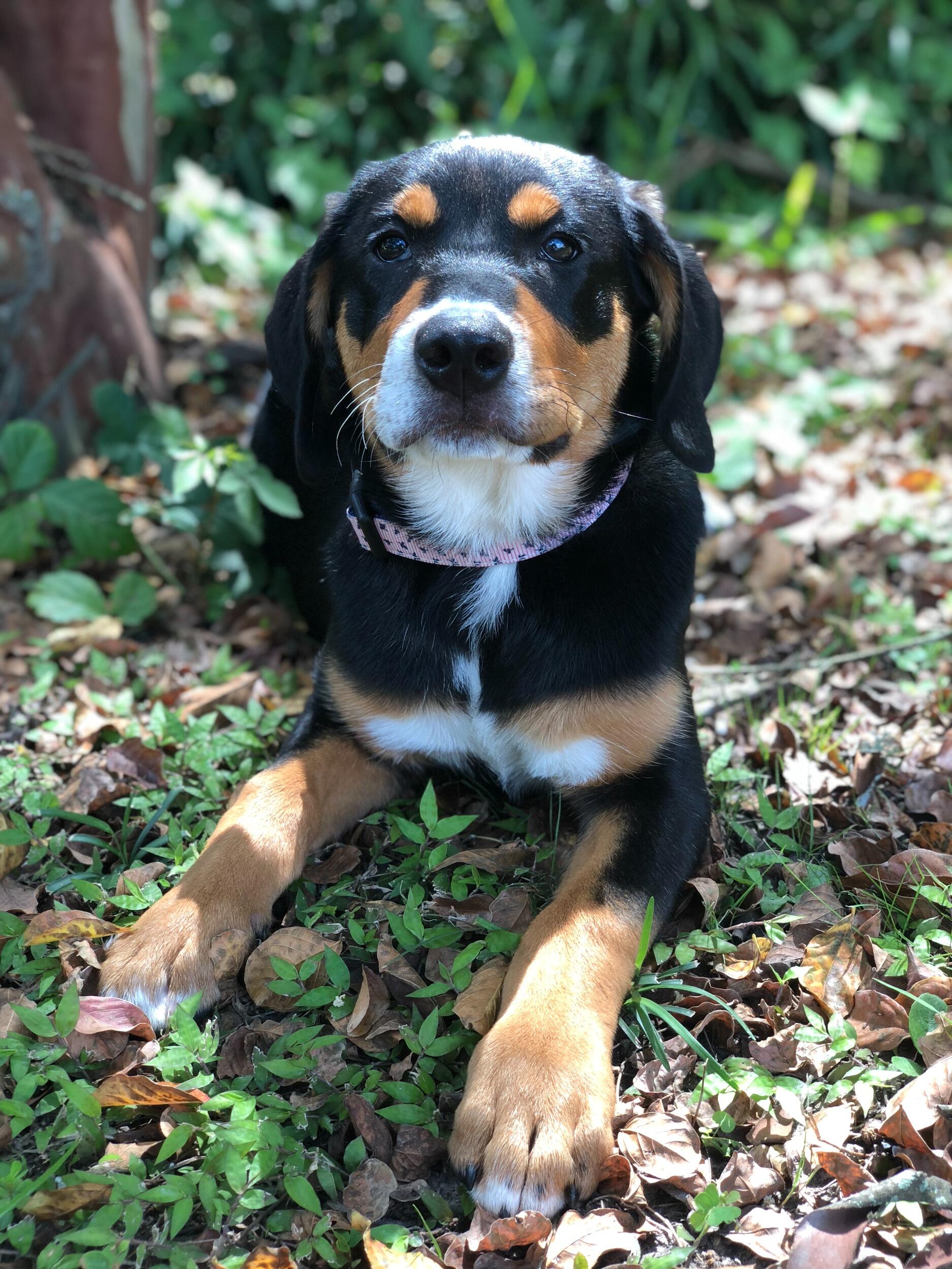 We adopted our sweet Roxy and ended up with the best pup ever!