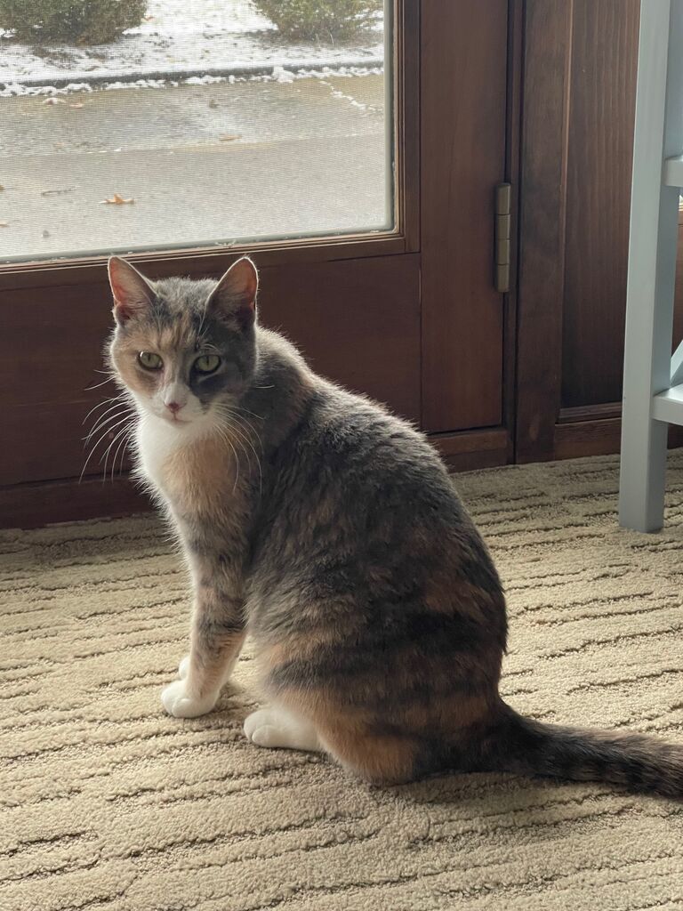 We adopted Harper Grace!