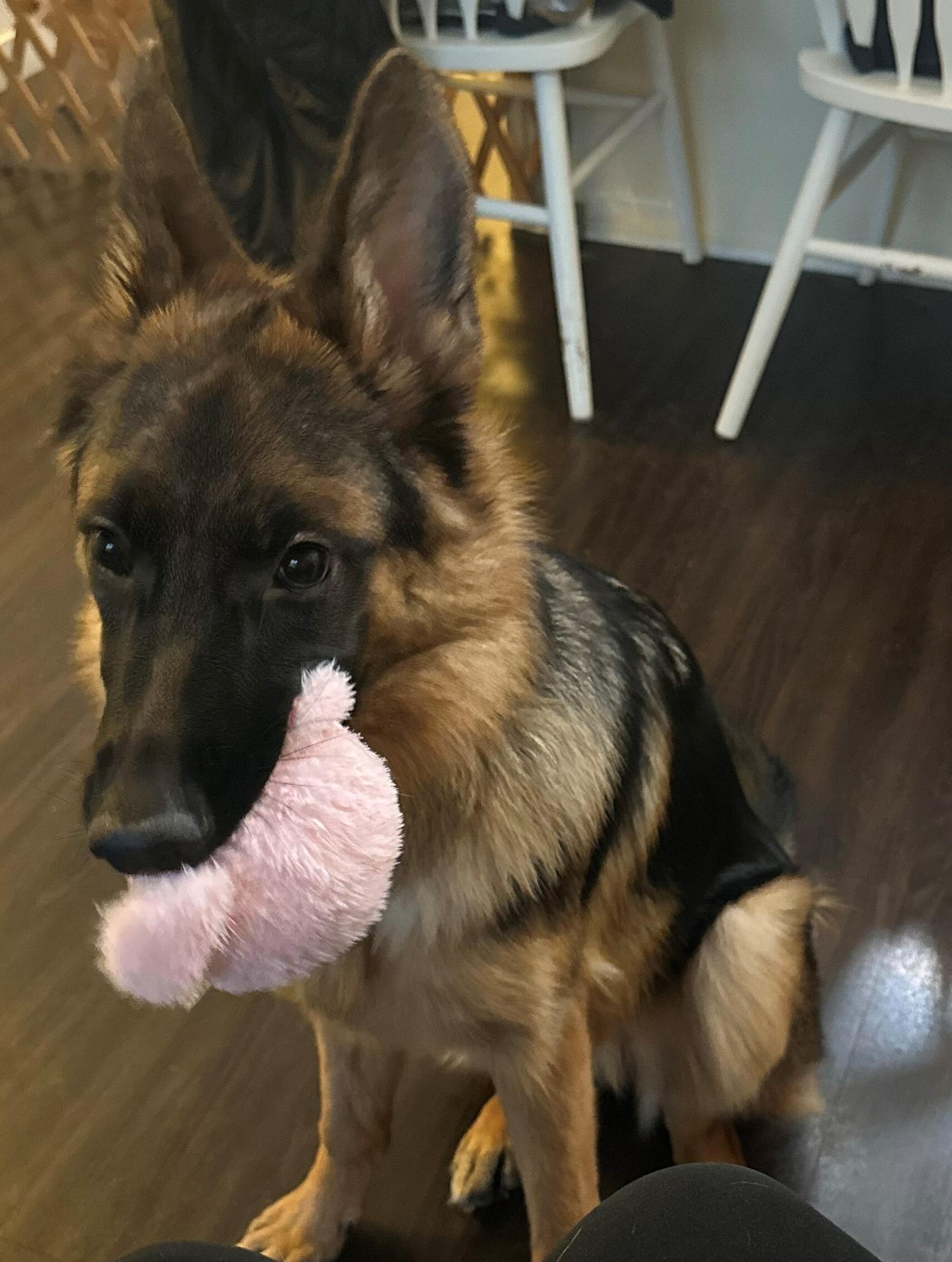 ~Emmie at 8 months old, holding on to her favorite toy. 