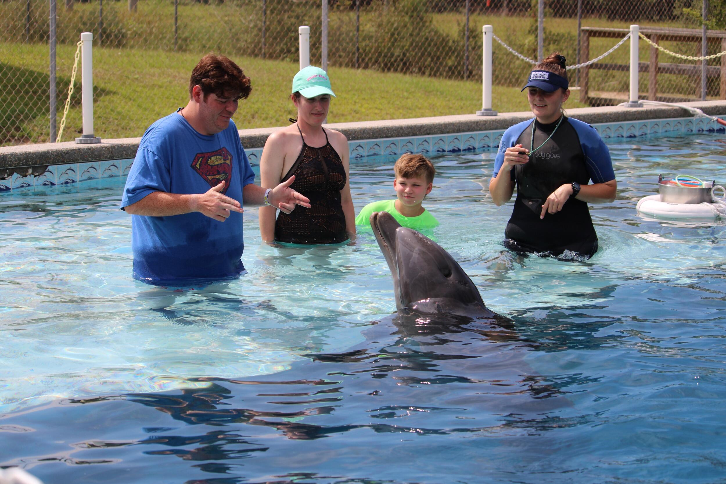 Dolphin Swim