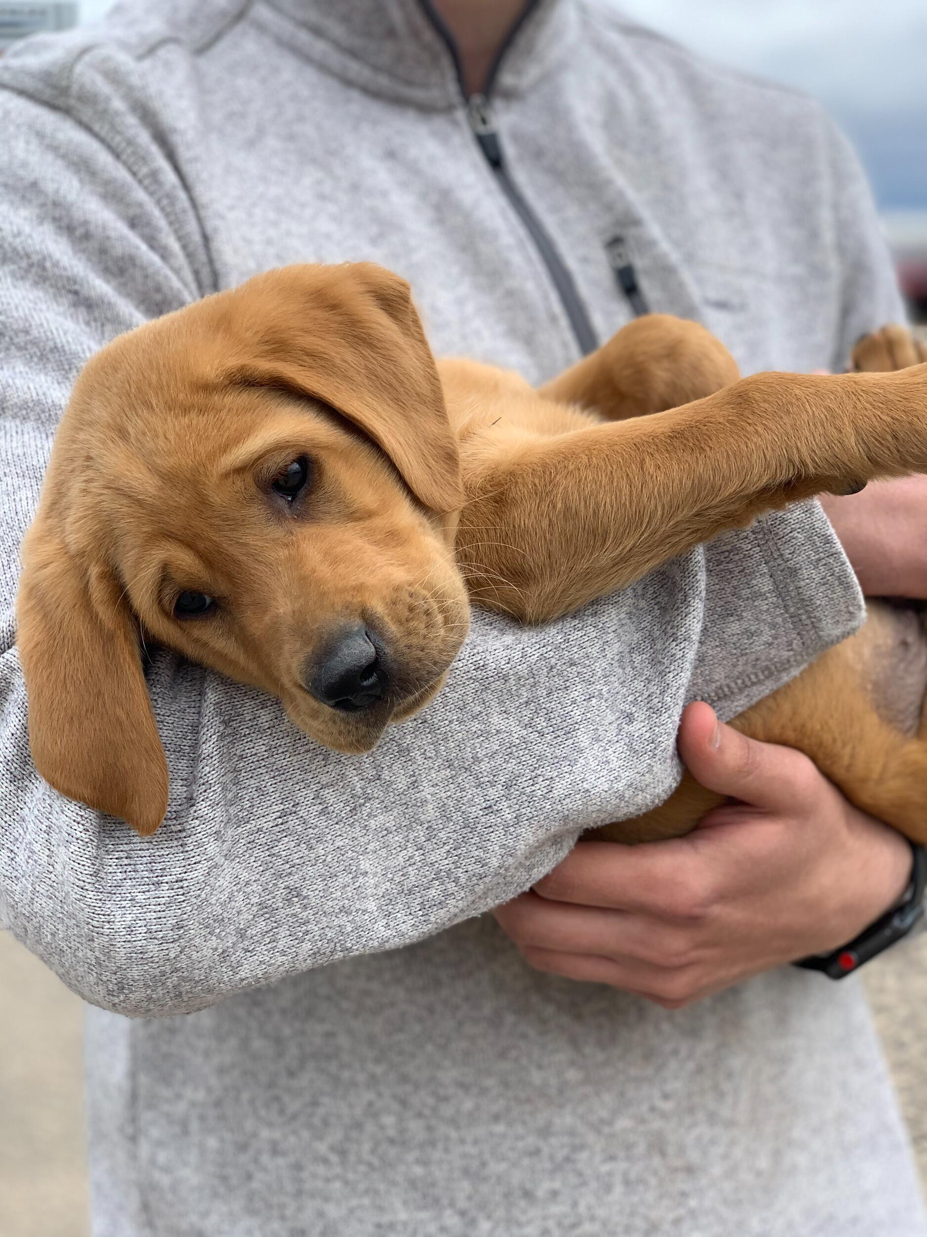 We added a second puppy, Finley, to our family and doubled the crazy!