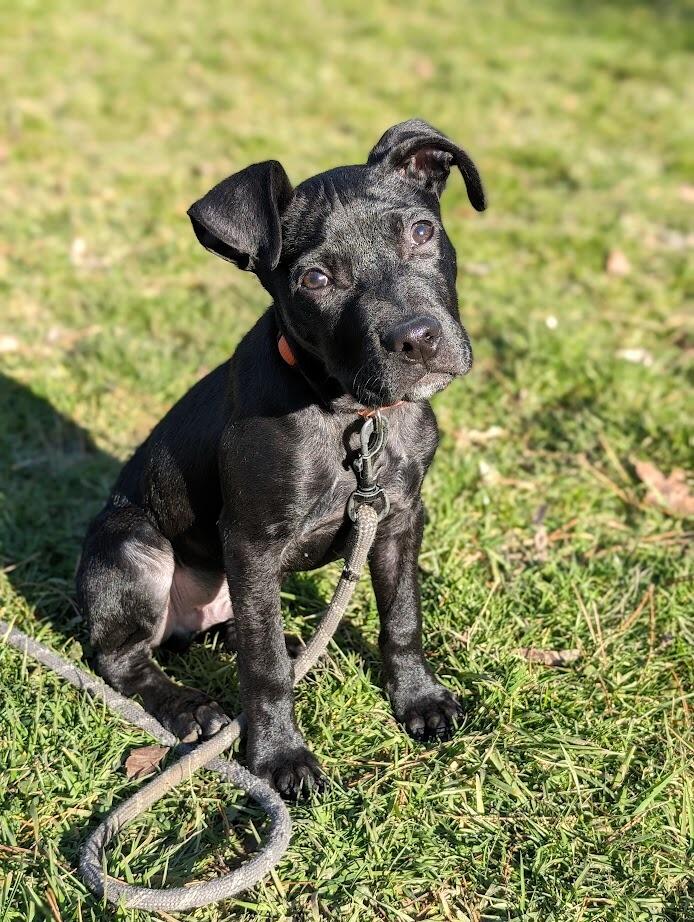 We adopted Jack
