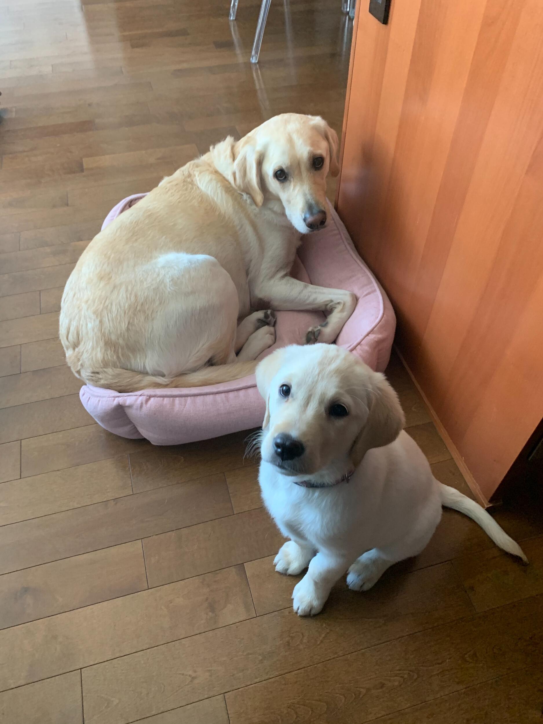 Just as Covid was skyrocketing, we welcomed Brie into the family! 