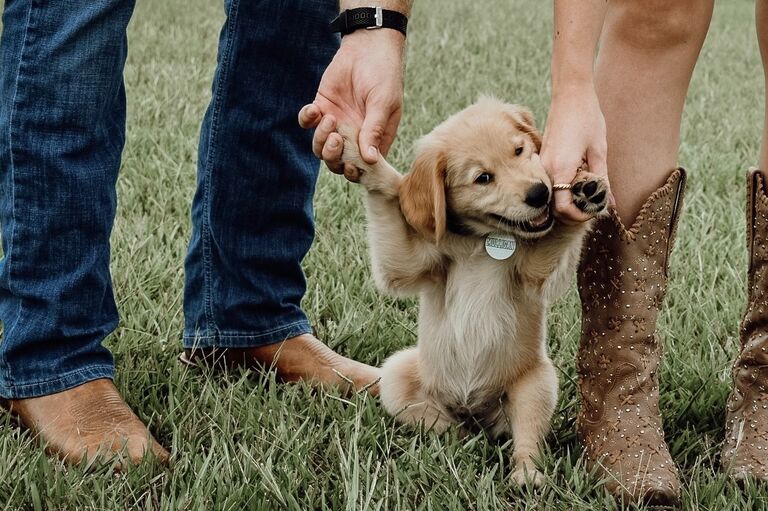Michael always said he would have a dog before he had a wife :) So, in July of '22 we brought home the most handsome boy, Mulligan! We love him so much!