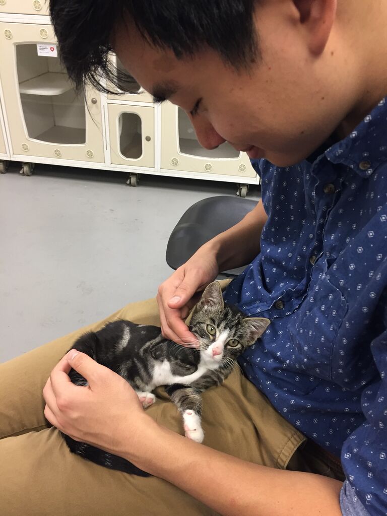 For our second anniversary, we went to the Atlanta Humane Society "just to look at the cats I promise" and left with a 3-legged kitten the moment he became adoptable. We brought Bean to our dorm room (shhh, definitely NOT allowed) for a few hours, where he zoomed around and swatted fairy lights, before bringing him to Sunny's family home. 