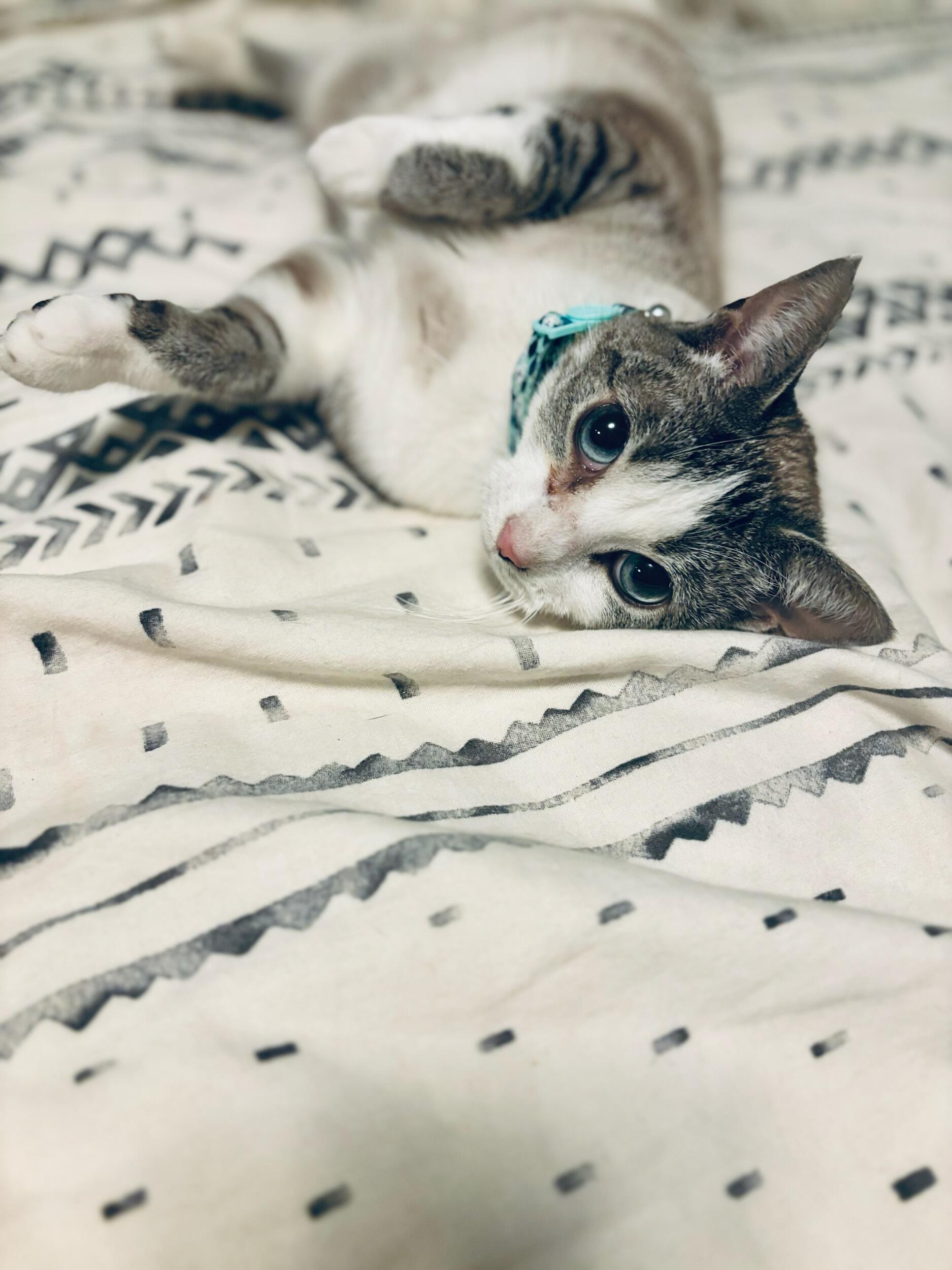 The day we adopted Clover!