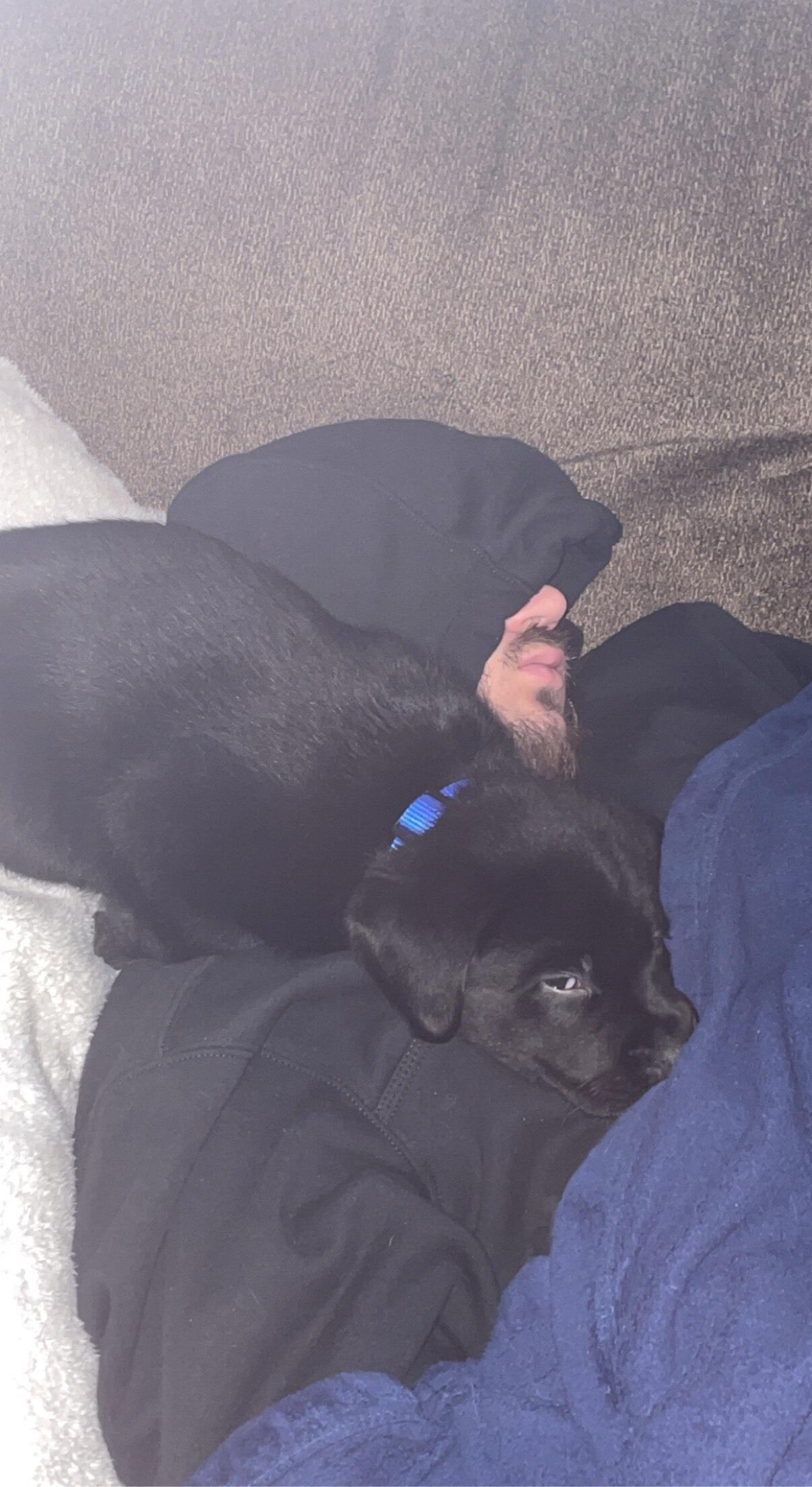 First weekend with a puppy