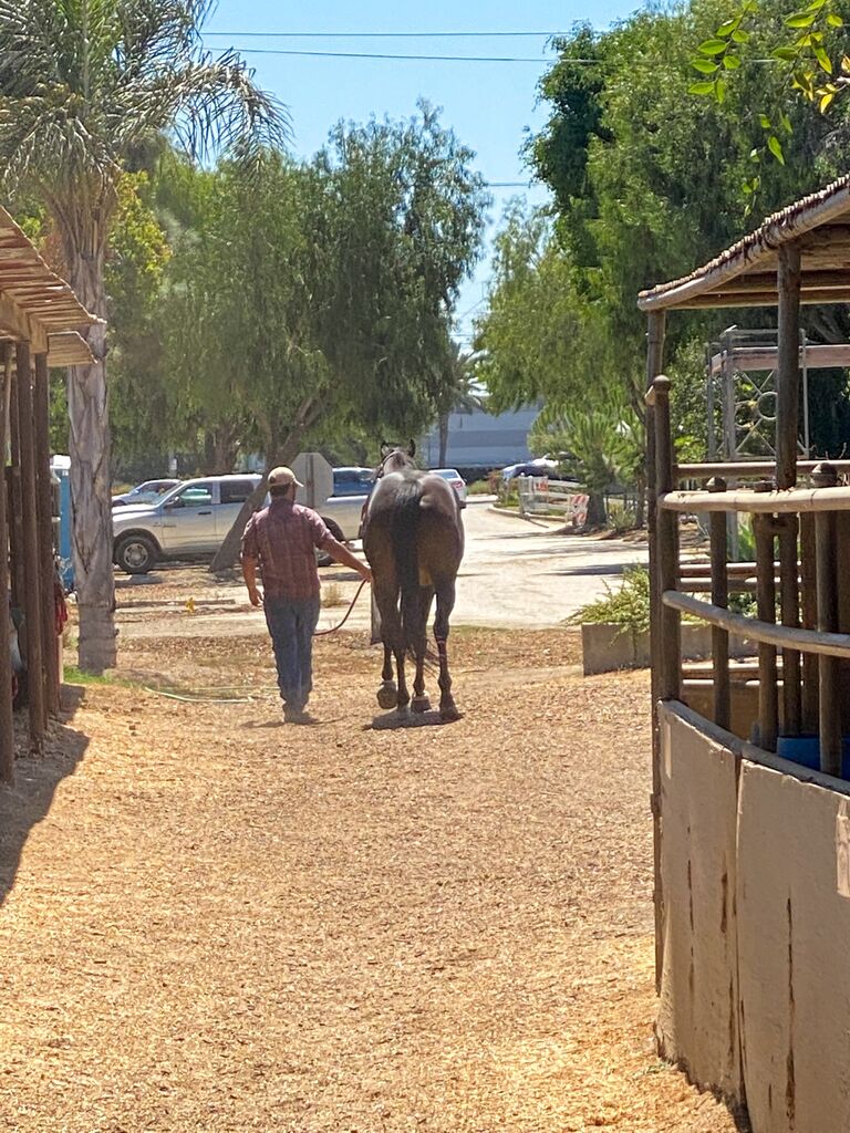 Justen would come to the barn and help me care for Reddington while I finished teaching lessons. The two bonded very quickly and Justen was the only man Redd liked.