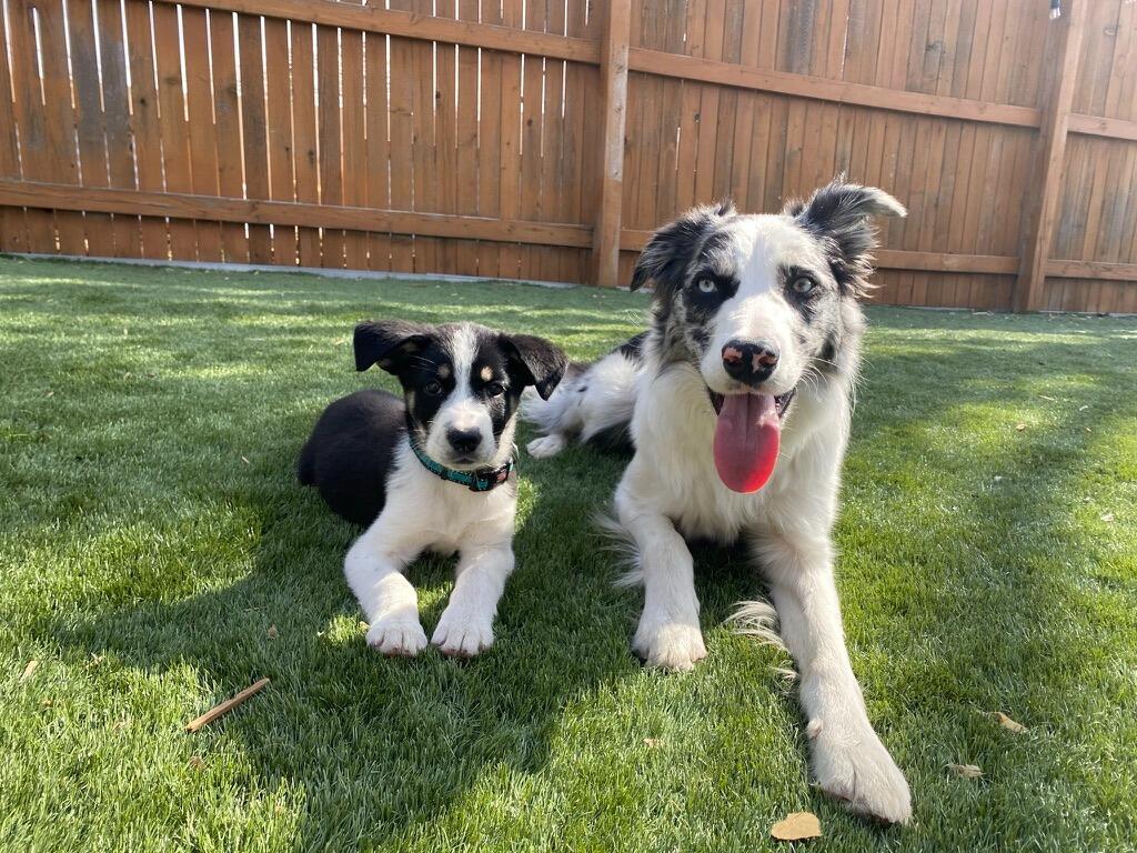 In April, Sam and Hannah bought a house in north Denver (their rental was infested with mice.... yikes), and got their dog a dog and named her Greta!