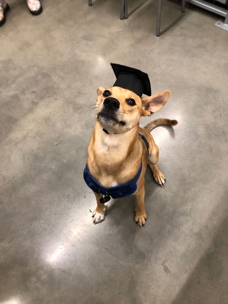 Buddy graduates from Beginner Puppy Training Classes.