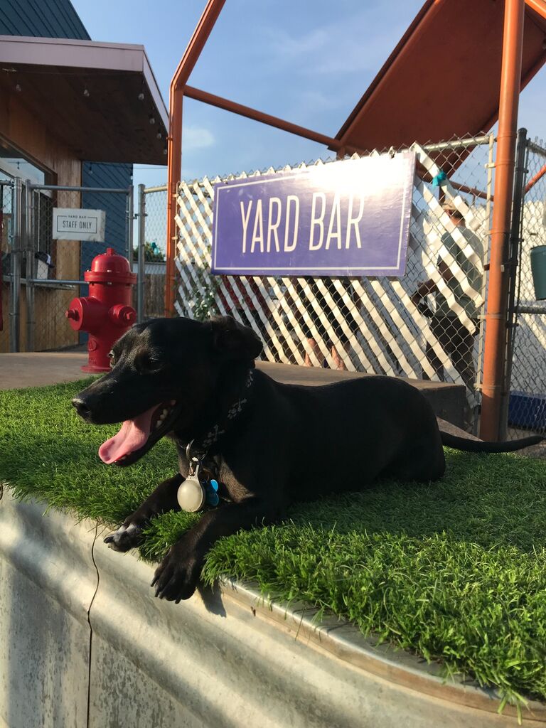 Or yard bar?