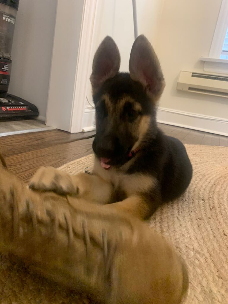 While the world shut down, we got a new addition to the family, Ares!