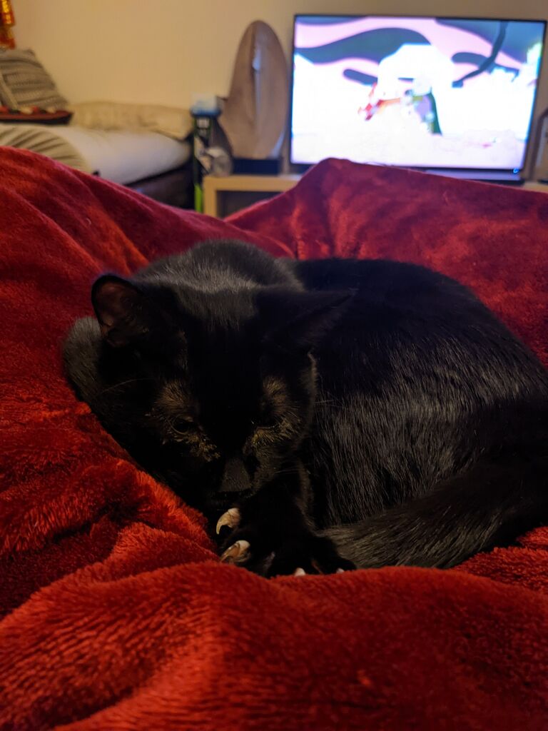 Our second anniversary and Adoption Day for Kosmos!