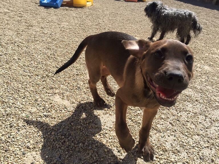 We rescued Bean!