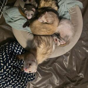 Gallery Photo 52
