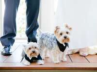 Puppies in wedding tuxedos