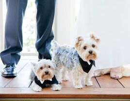 Puppies in wedding tuxedos