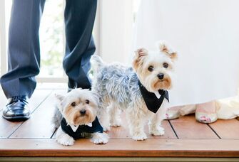 Puppies in wedding tuxedos, dog wedding registry