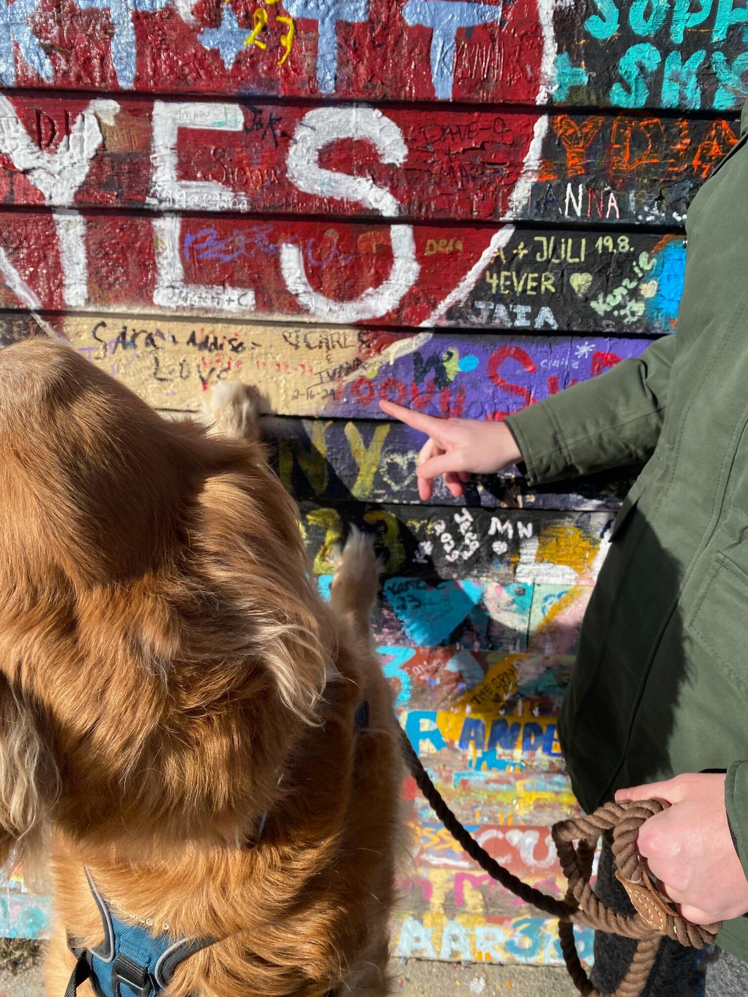 When looking to book their wedding venue in Door County, they had to bring Finny to see where mom & dad got engaged! He can't wait for them to get married. 