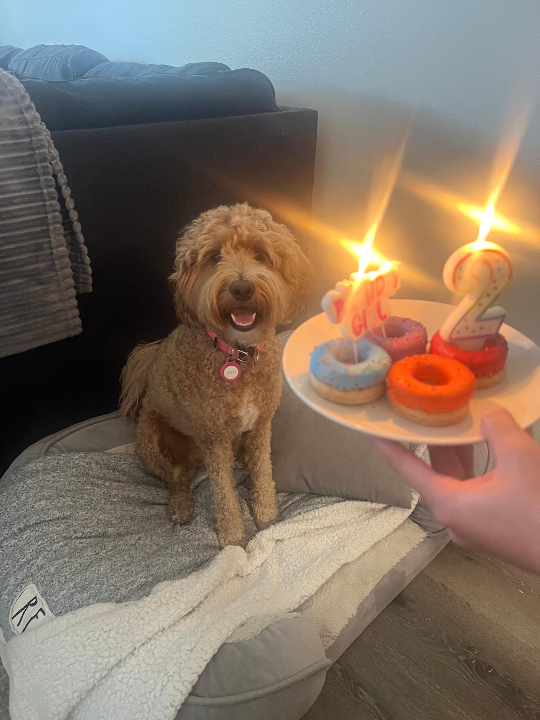 Lulu Turns 2!