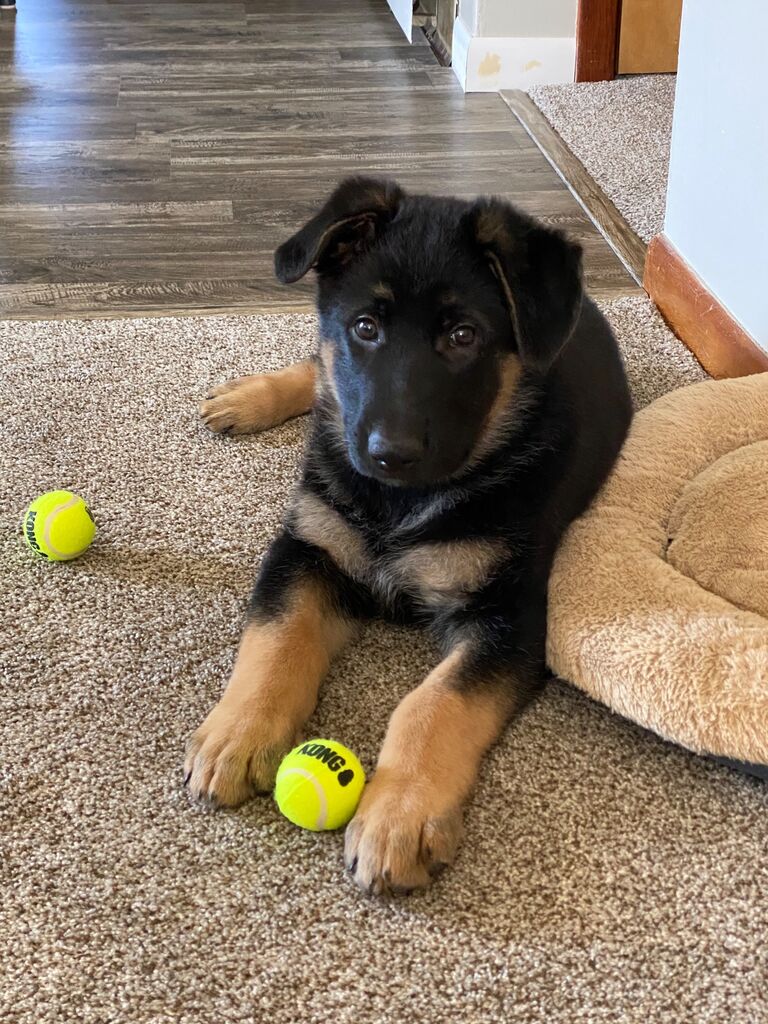 The day we picked up our favorite boy, Maverick!