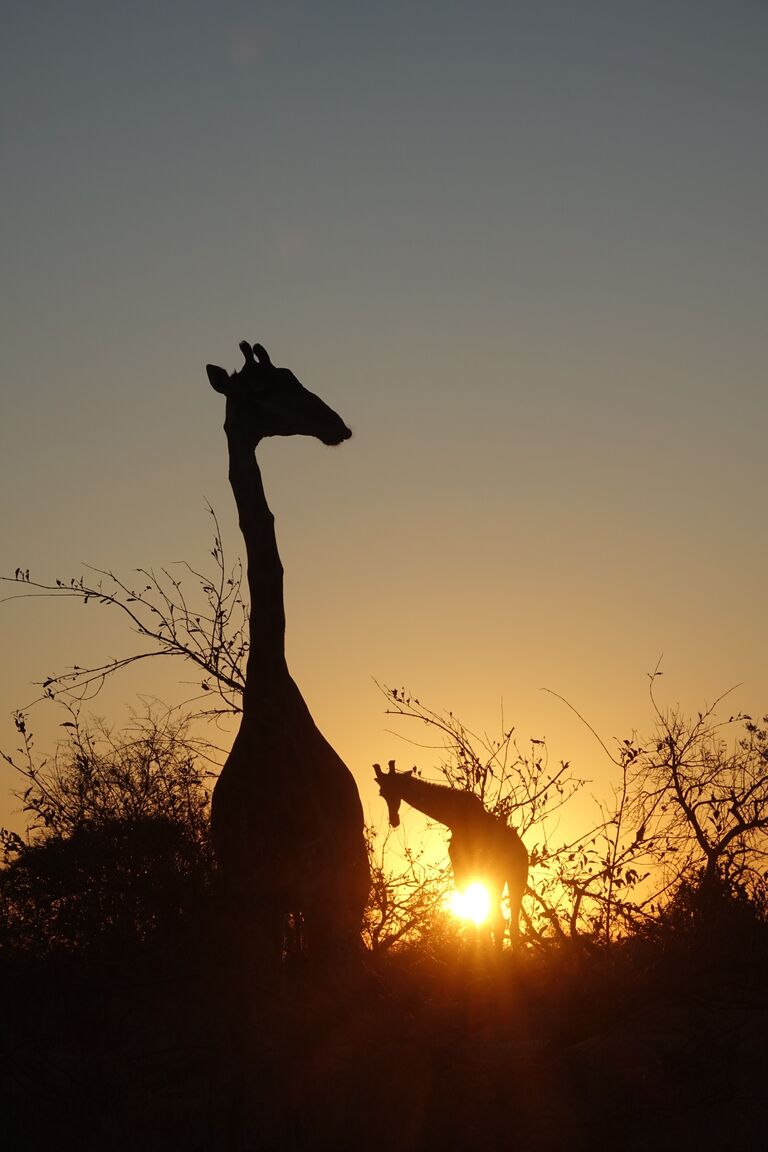 The safari adventure continued into South Africa!