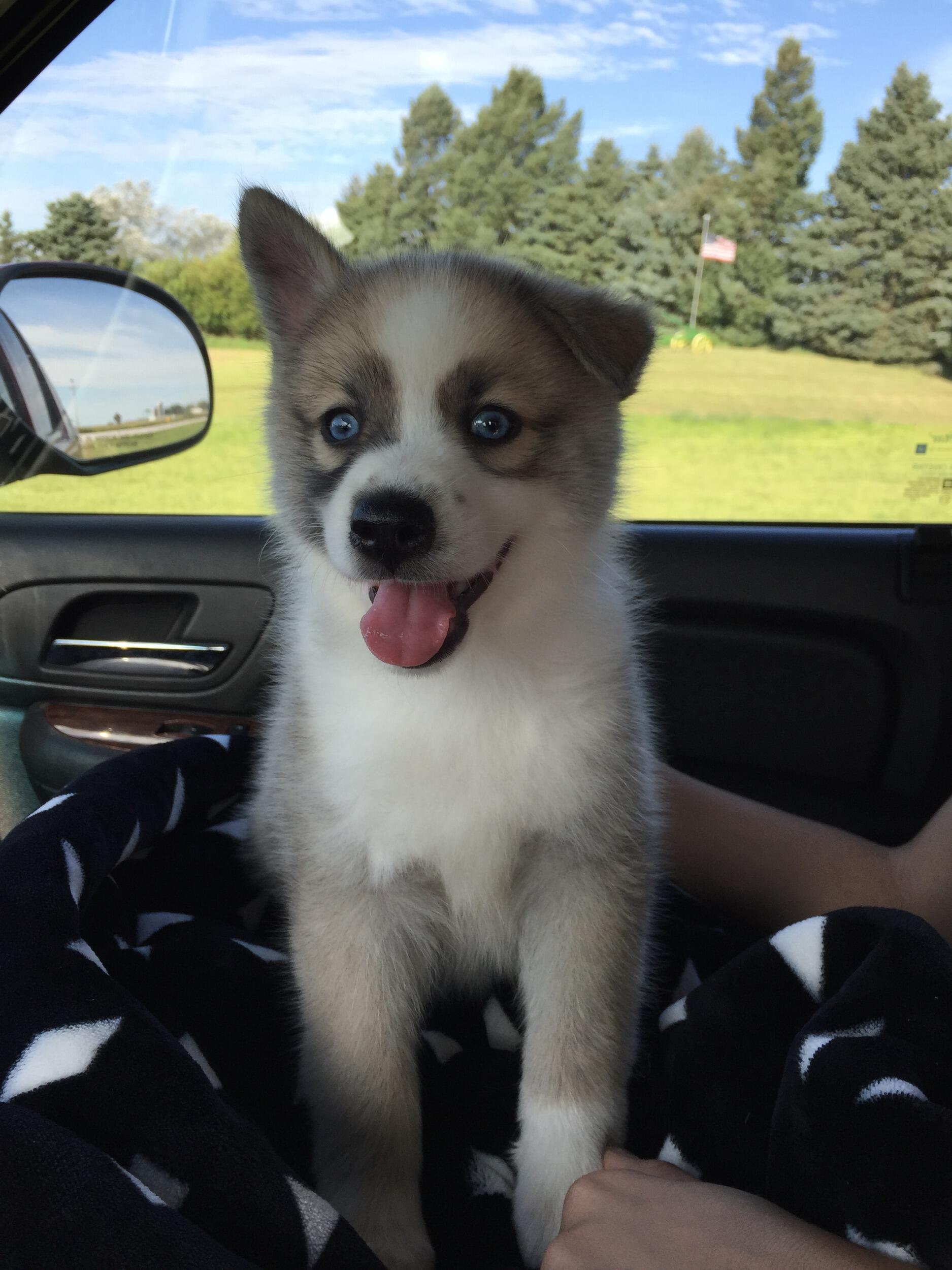 We moved back to Fargo to finish school and also added our Pomsky, Trooper, to the family! We love him so much! 