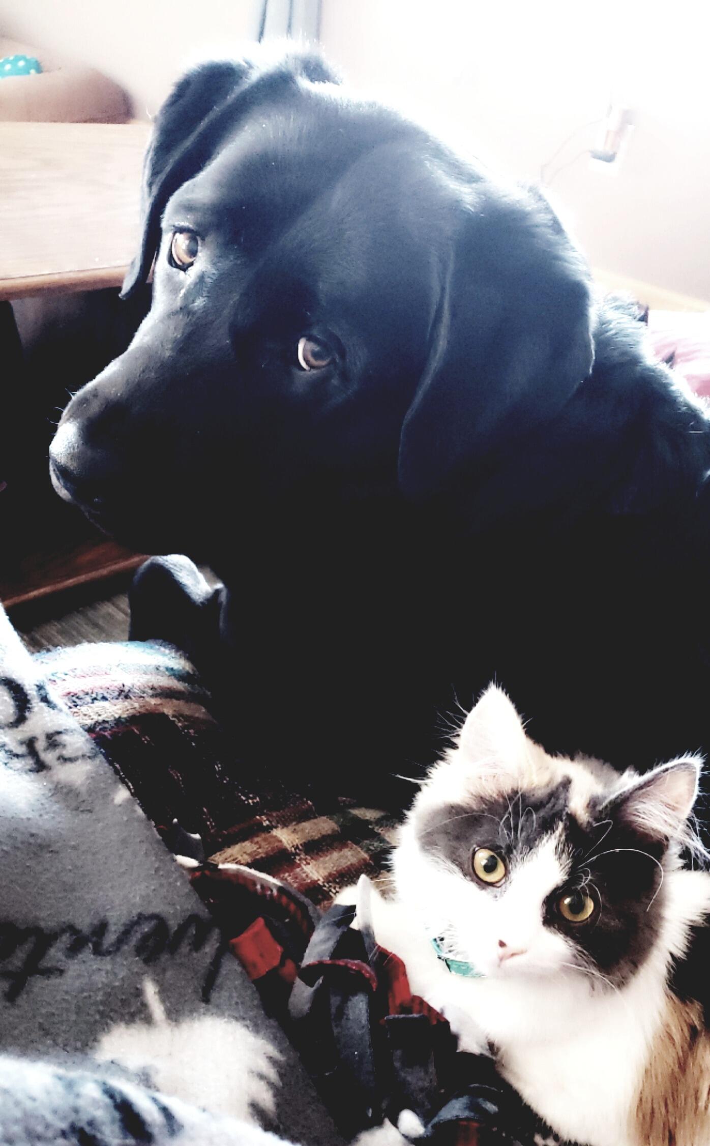 Their mutual love for their shared fur babies, Izzy and Penelope, brought them closer and continued to build on their friendship. 