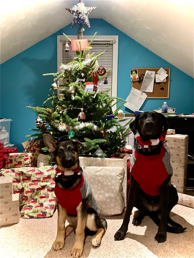 Nova & Ember on Christmas Day!
