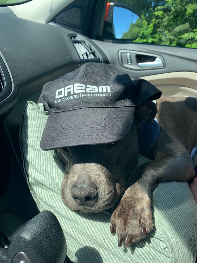 Got the car all packed up for our move BACK to NC. Xena ready for cross country road trip round two!