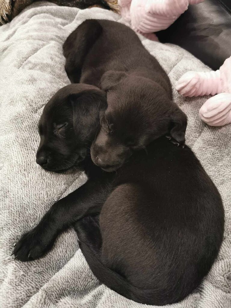 Welcome to the family Lillie and Ella <3