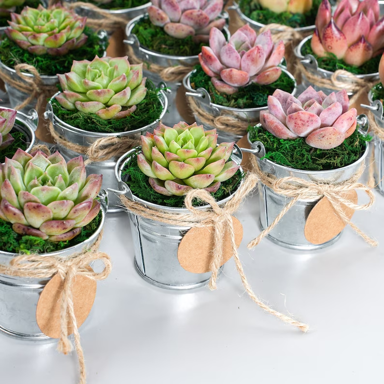 mini succulent cactus wedding favor ideas