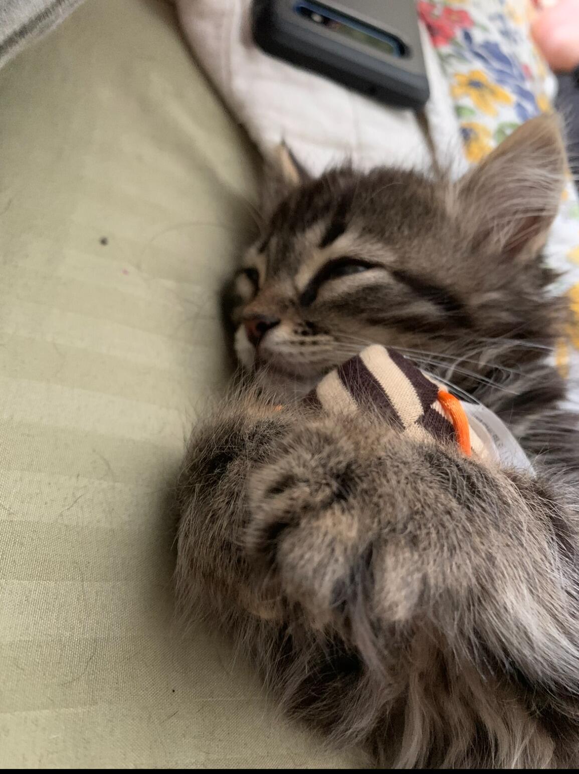 Somebody very special entered the family. Marigold was adopted in July of 2020 and has ruled their home with an iron fist ever since.