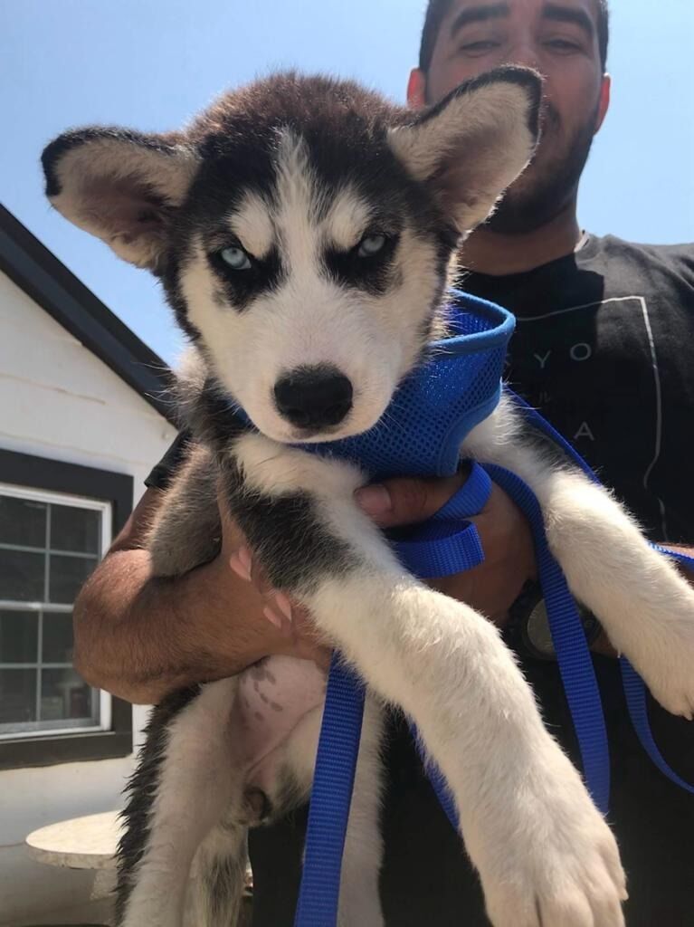 Kira is born! Gaby & Ben bring home a beautiful Husky Malamute Mix.