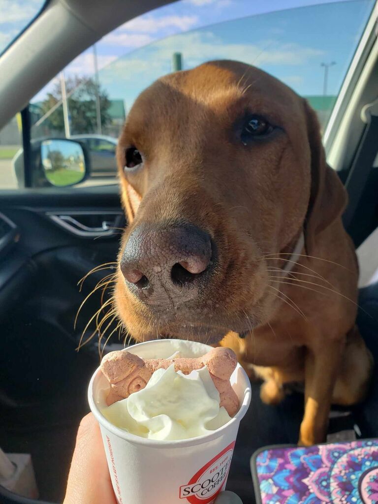 In July 2023, we were lucky enough to adopt our goofy boy, Willy.