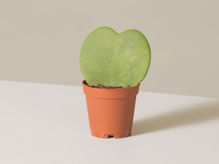 Heart-shaped succulent in a terracotta planter thank-you gift