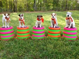 Amazing Trained Pets - Animal For A Party - Buford, GA - Hero Gallery 4