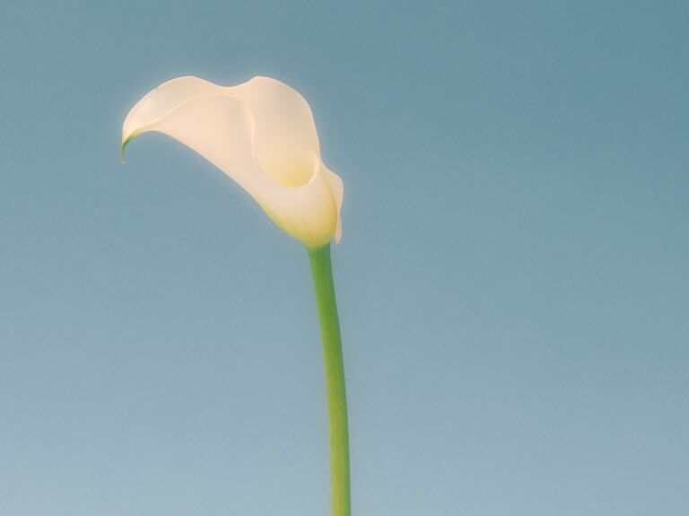 Dreamy white calla lily